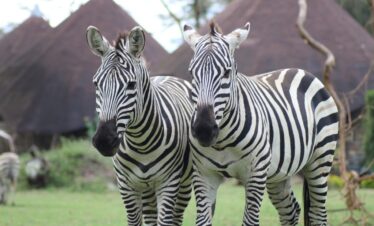 4-Day Kenya Explorer: Nairobi, Lake Naivasha, and Maasai Mara Adventure