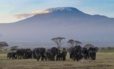 Elephants-amboseli-mount-kilimanjaro