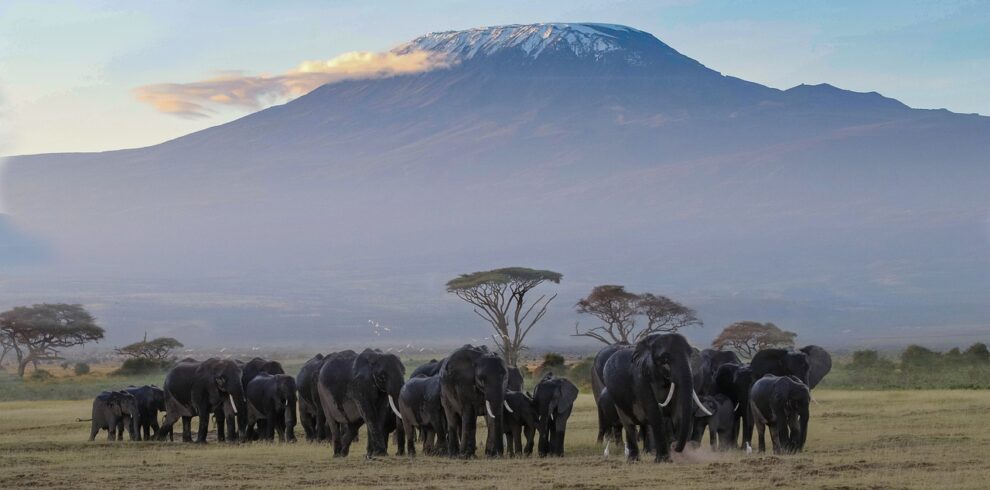 Elephants-amboseli-mount-kilimanjaro