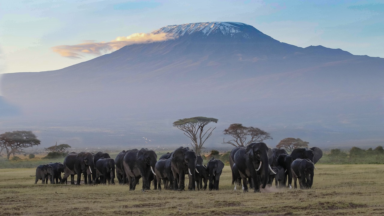 Elephants-amboseli-mount-kilimanjaro
