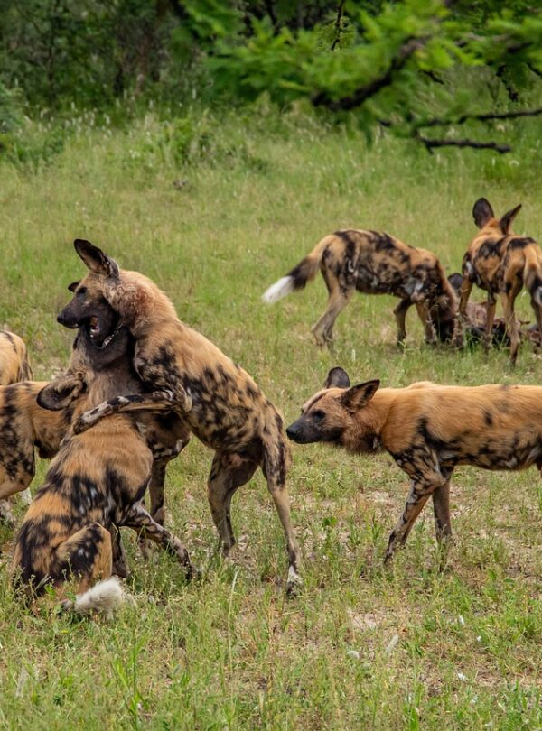 African wild dog