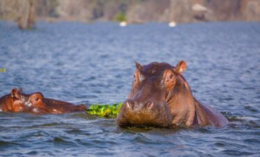 Hippo-Lake-Naivasha-National-Park