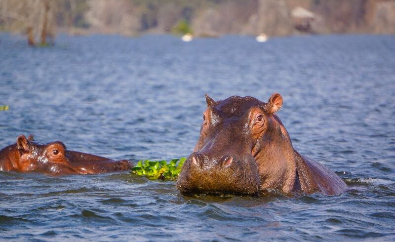 Hippo-Lake-Naivasha-National-Park