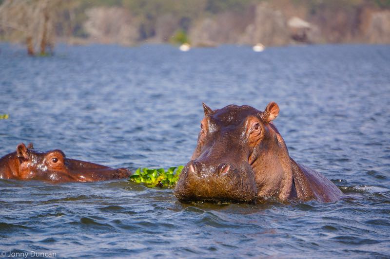 Hippo-Lake-Naivasha-National-Park