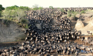 4-Day Kenya Budget Wildlife Joining Tour