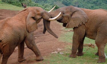 elephants-Aberdare