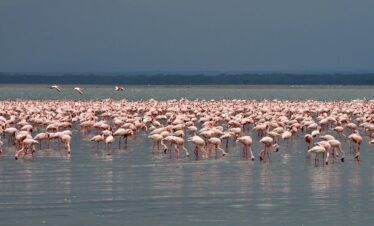 5-Day Ultimate Kenya Safari: From Nairobi to the Maasai Mara