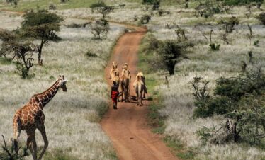 Masai Camel herd and giraffe
