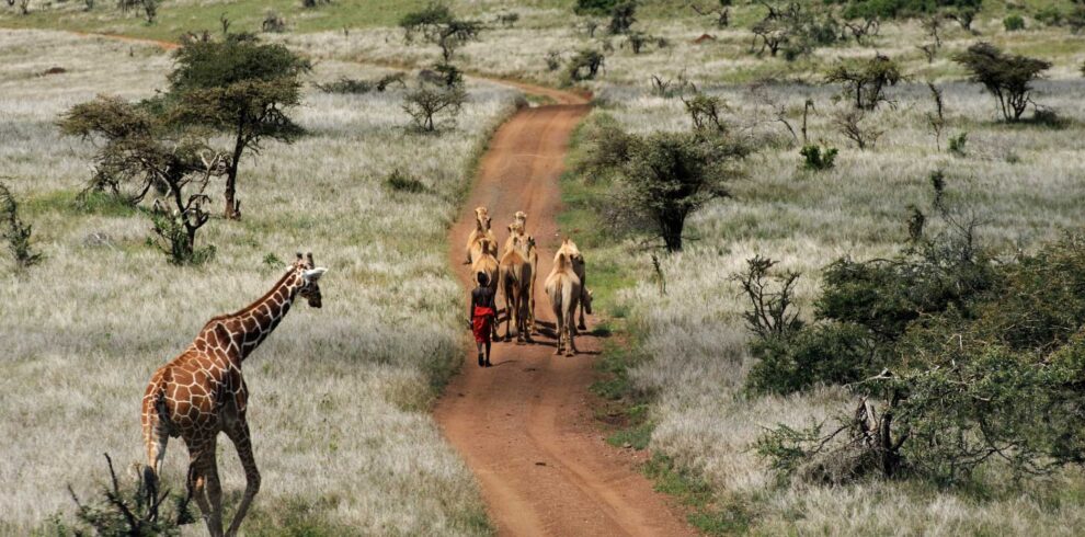 Masai Camel herd and giraffe