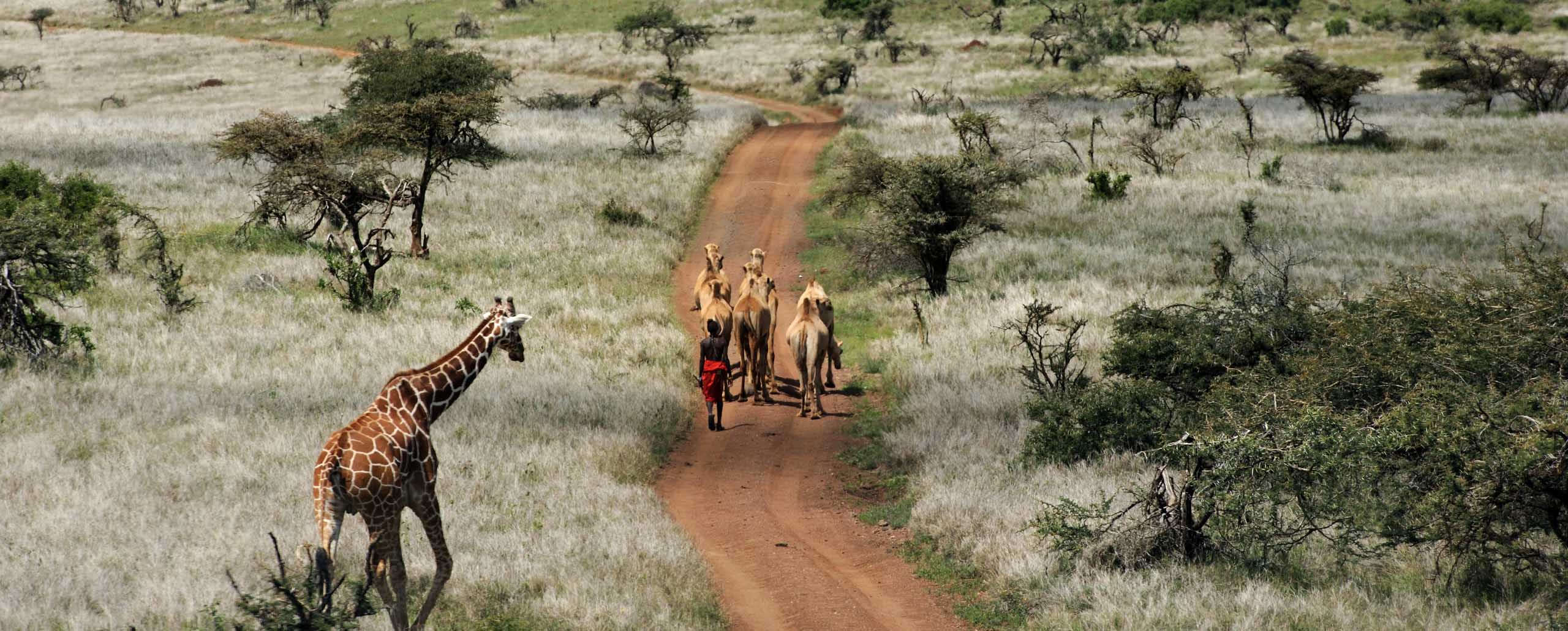 Masai Camel herd and giraffe