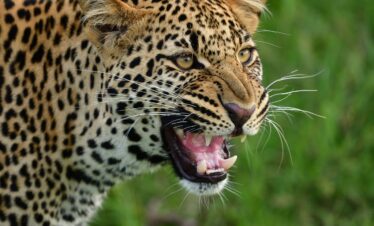 leopard-maasai-mara