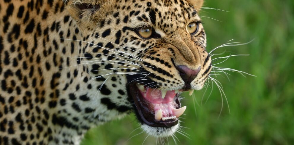 leopard-maasai-mara