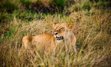 3-Day Maasai Mara Budget Safari