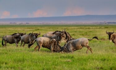 7-Day Luxury Maasai Mara and Amboseli Fly-In Safari